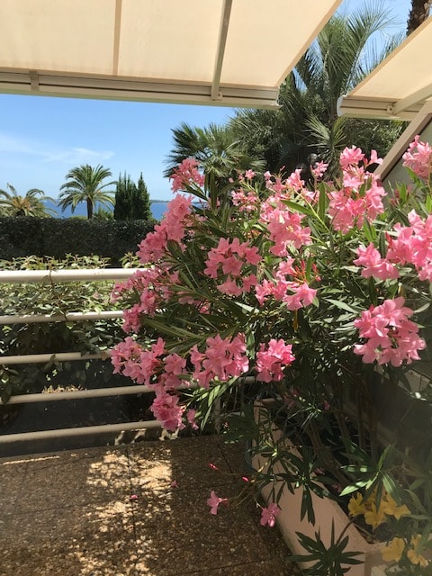 A terrace is adorned with vibrant pink flowering plants, providing a colorful view. Lush greenery and palm trees frame the scene, while the blue sea is visible in the background under a clear sky.