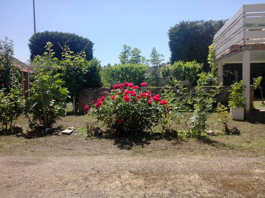 Un rosier vous accueille