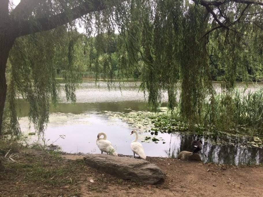 Nearby lake