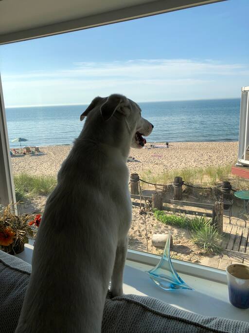 Enjoy the picture window