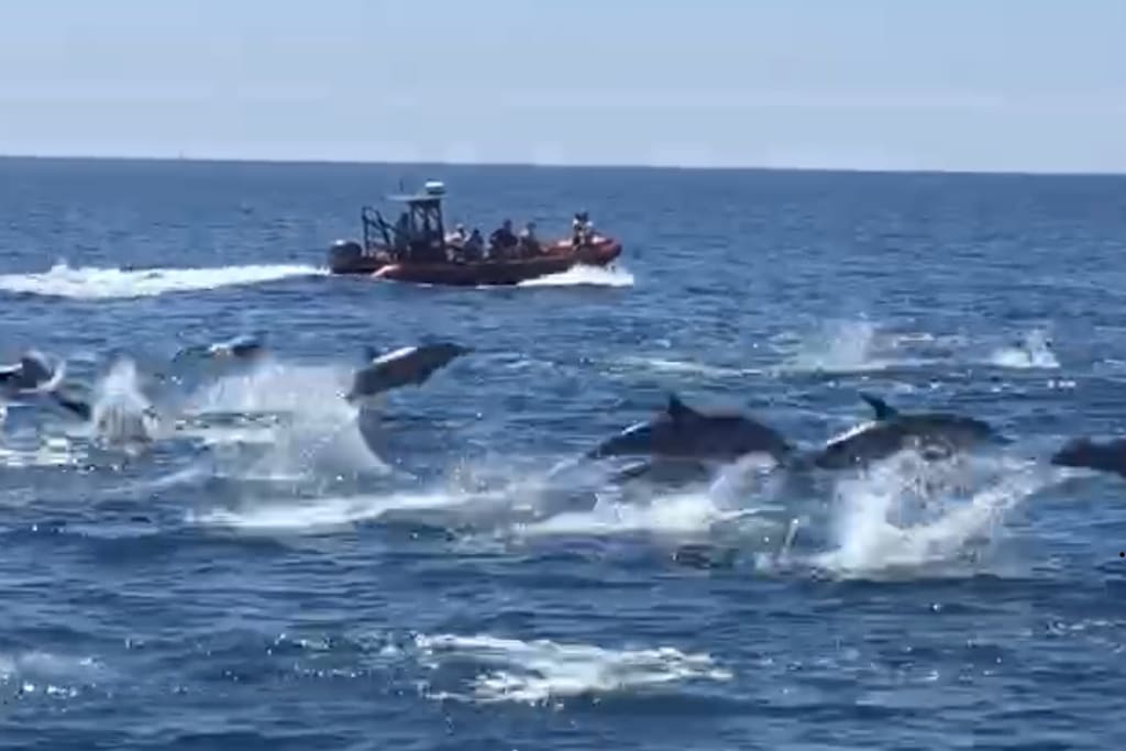 Take a whale watching tour, sometimes you actually see hundreds of dolphins jumping out of the water! Amazing!