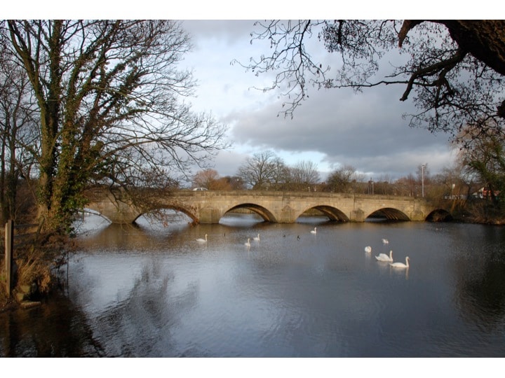 A stone bridge with multiple arches spans over a calm river. Several swans glide gracefully on the water's surface, surrounded by trees with sparse leaves. Soft clouds fill the sky, reflecting on the water, creating a serene scene.
