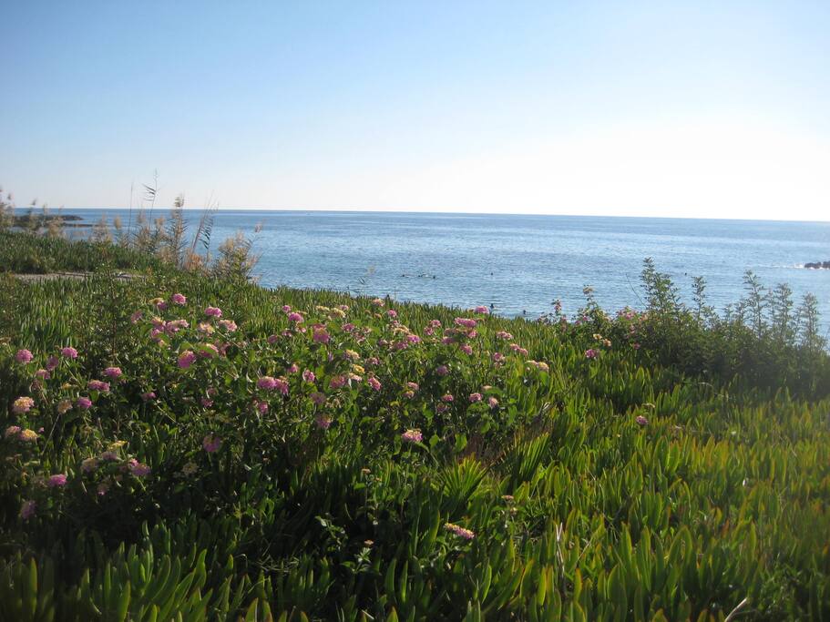 SODAP Sandy Beach - Enjoy your iced coffee at the bar while looking at the Medieval Castle