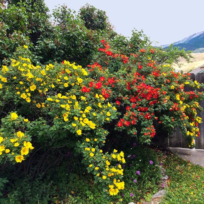 side yard roses