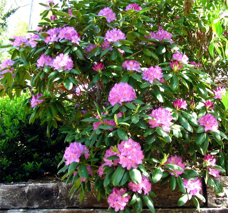 Rhododendrum