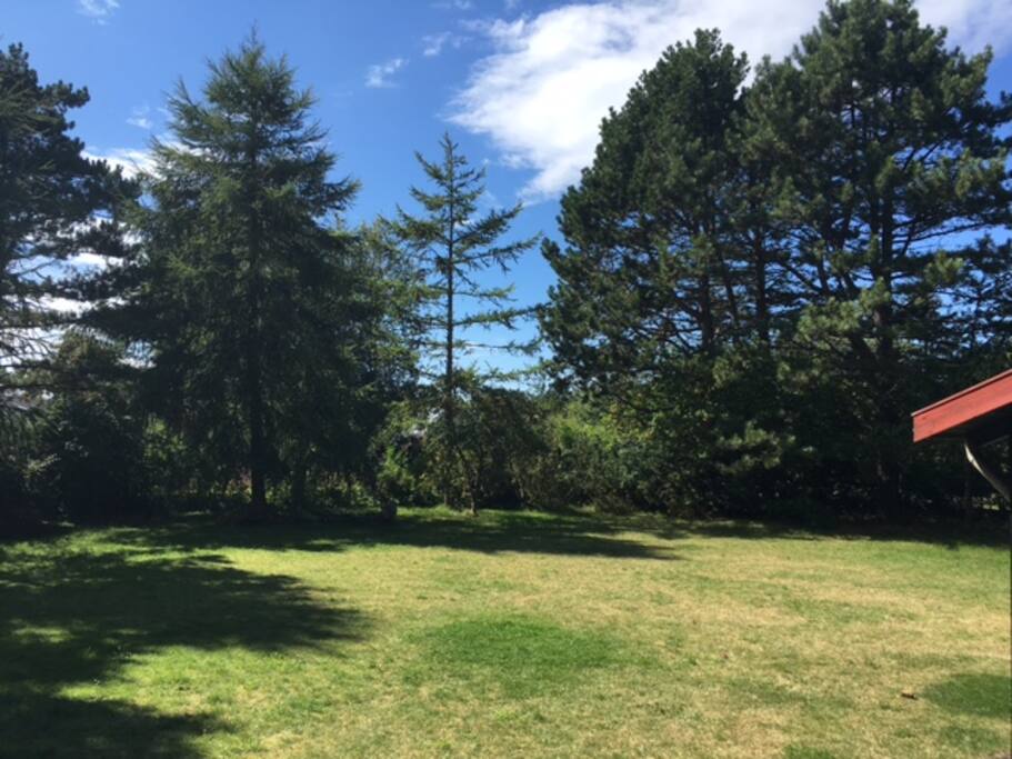 The garden