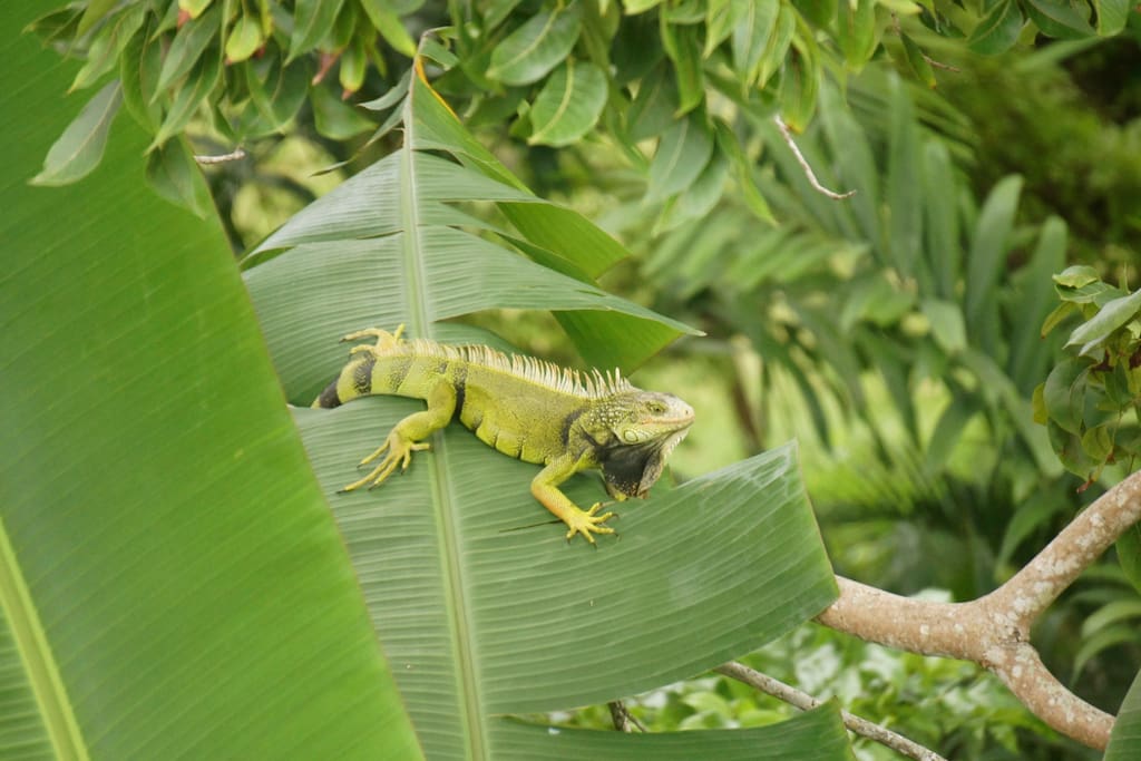 Iguana in the trees on the property