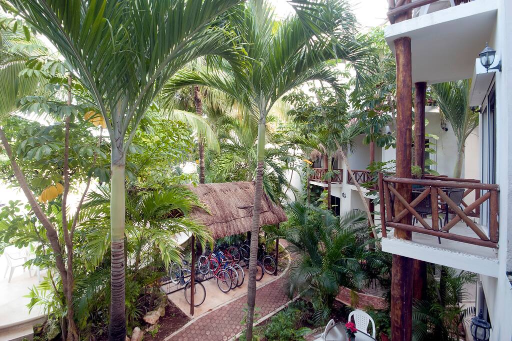 our beautiful tropical garden