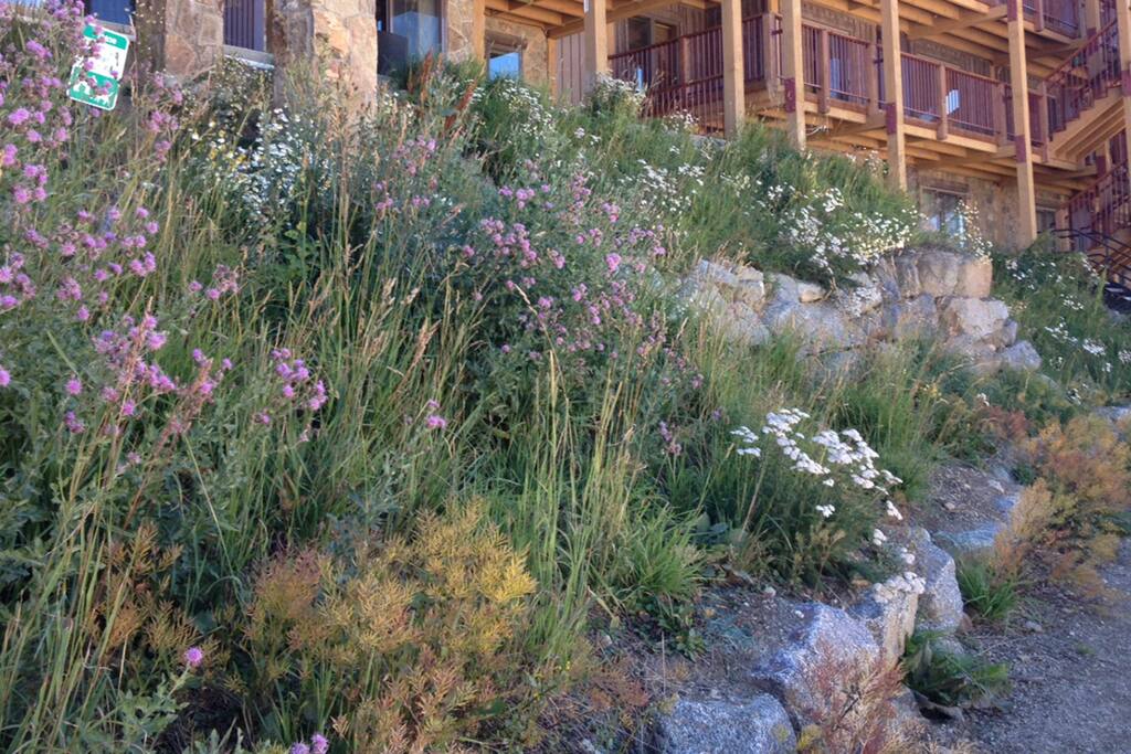 Take a look at the lovely walkway to the slopes. Walk there with your pooch!