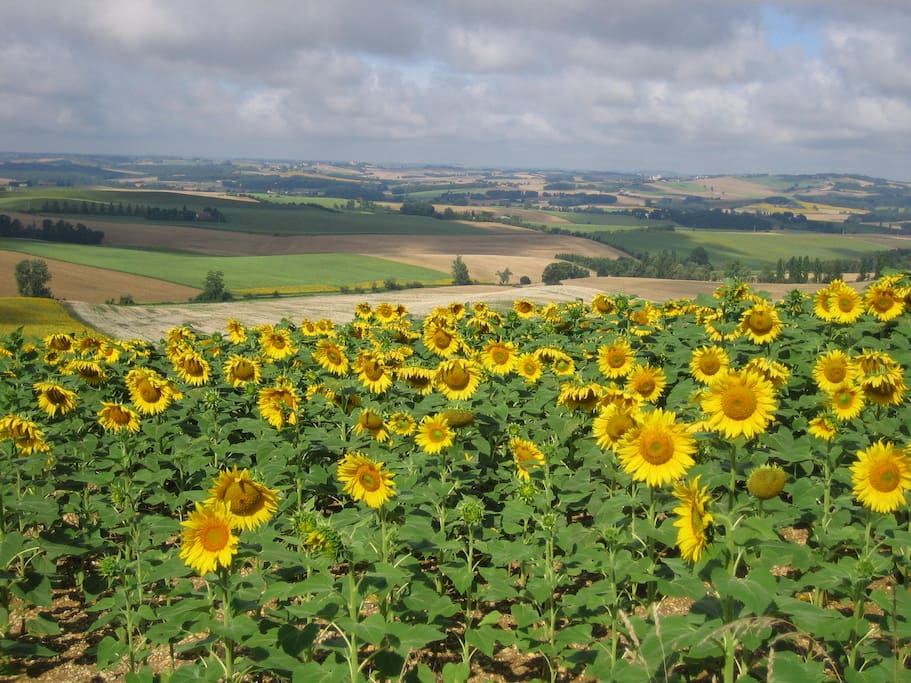 Roques sunflowers - all summer long