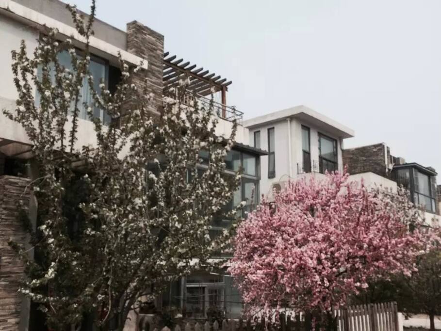 联排别墅低密度花园社区,春天可赏樱花、海棠、紫藤。。。可采摘樱桃。秋天可烧烤、摘山楂、柿子