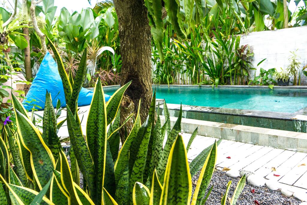 Garden and Swimming Pool