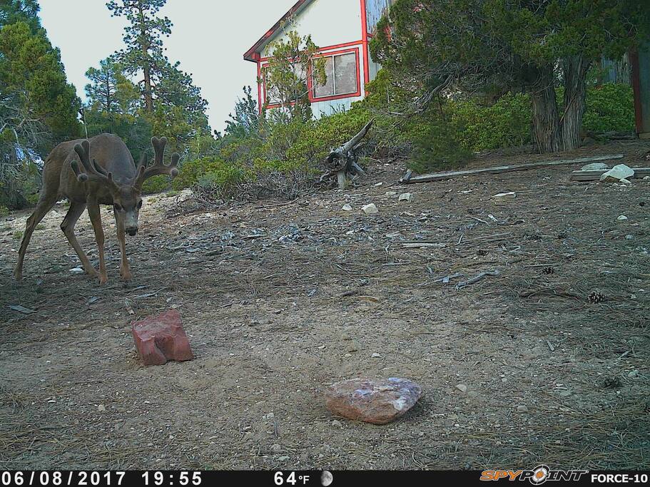 The building in the background is the main cabin that my family and I use. It is 50 ft from the guest cabin.