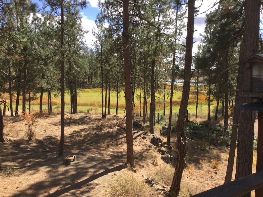 View from deck