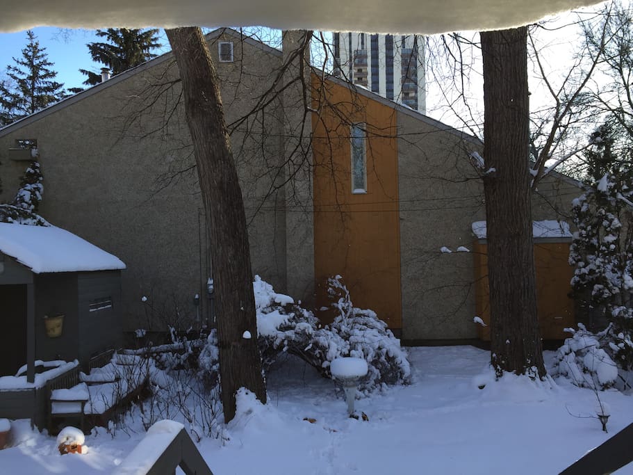 Snowy Backyard part 1.