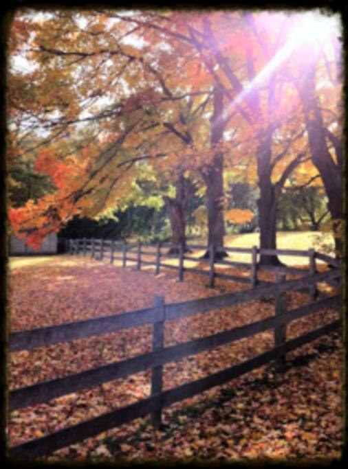 The Maples