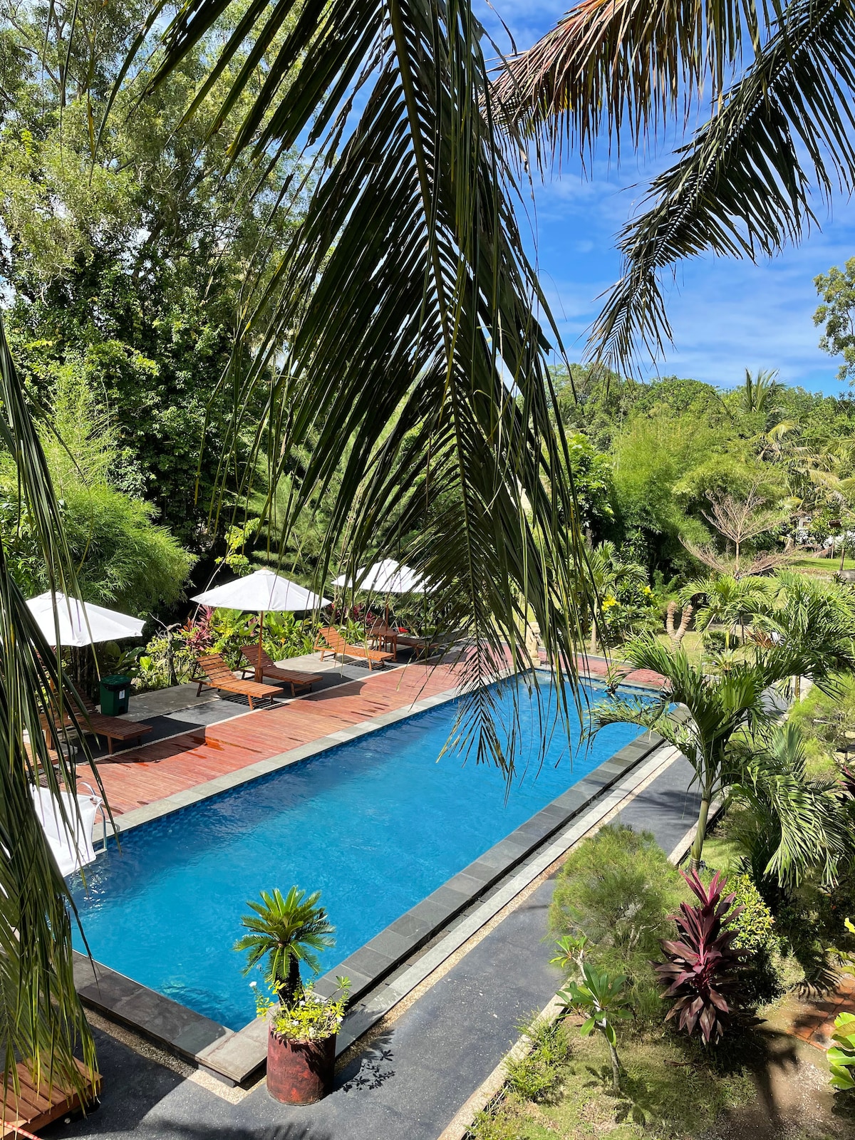 A serene swimming pool stretches through lush greenery, bordered by lounge chairs with white umbrellas. Tropical plants and palm trees are present, providing a vibrant backdrop. The bright blue sky and sunlight cast a warm glow over the inviting pool area.