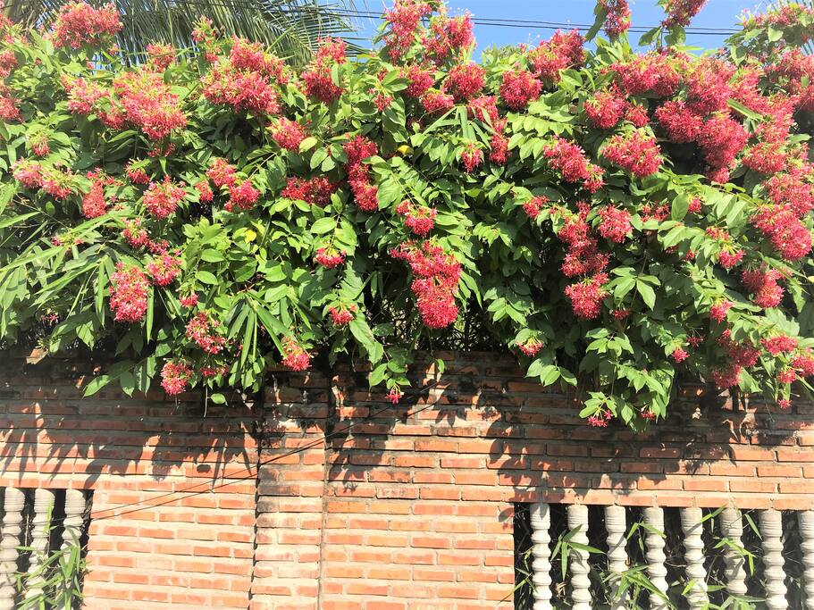 Flower on our gate