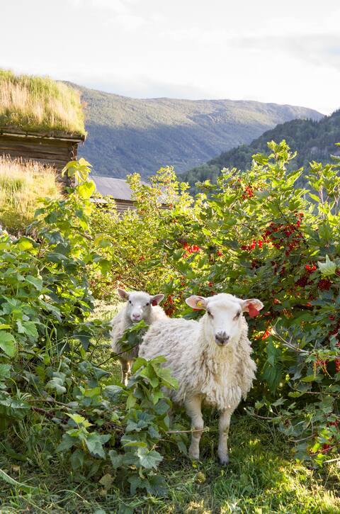 Fairytale Farm - Pink room