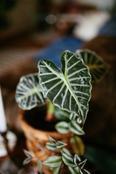 Coffee Table Decor