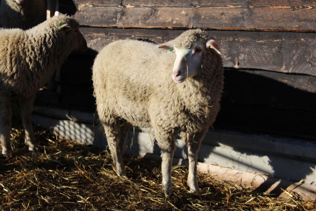 sau /sheep