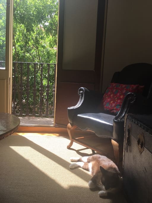 cat in the living room