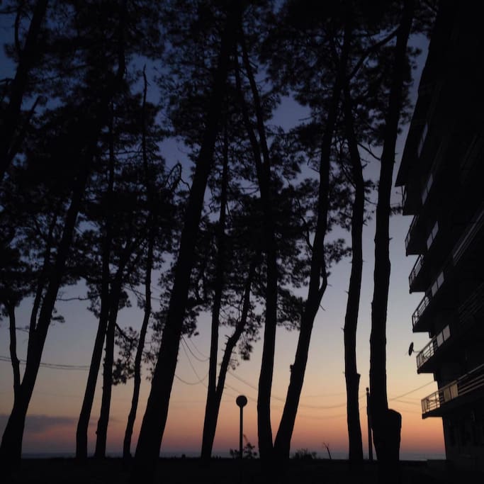 Pine forest next to the building