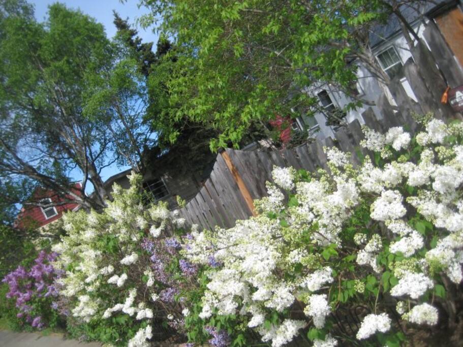 Summertime at the Lilac Property.