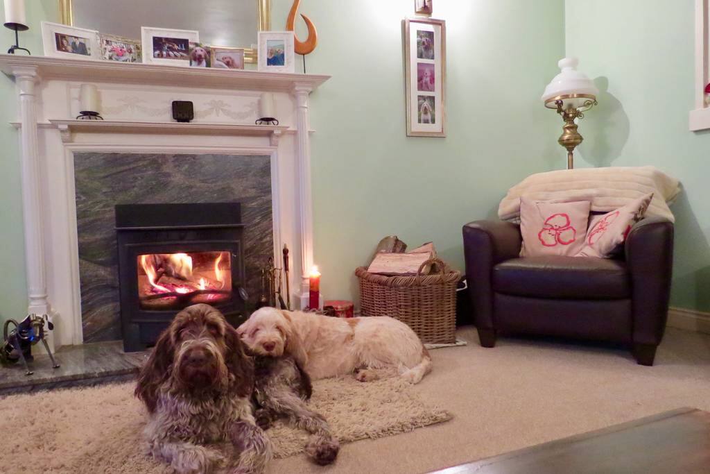 Dogs Chilling by the fire.