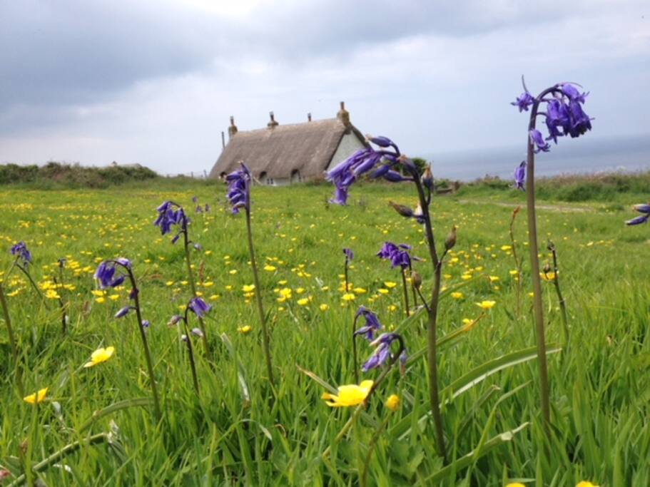 Esther's Field seen through the bluebells.