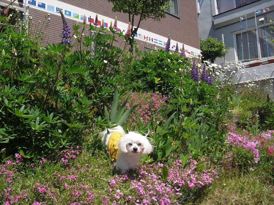 When ground pink (shibazakura) begins to be seasoned, other kind of flowers such as lupines, irises and KIKU (chrysanthemum) come into flower in my garden. My pet Samurai like to run about it.