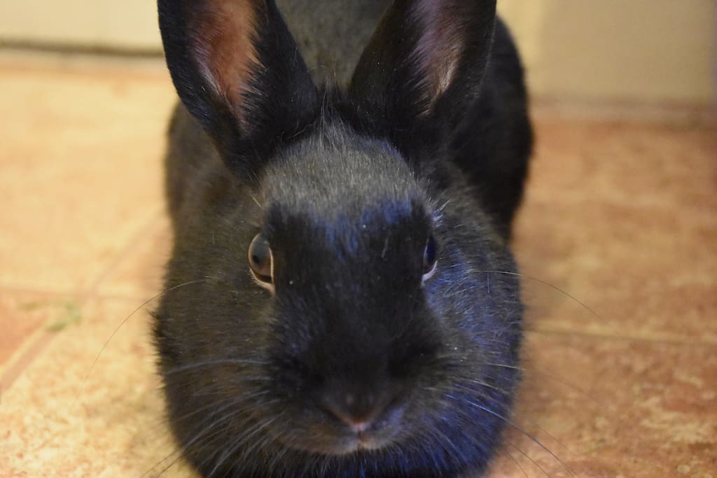 This is Billie the bunny
