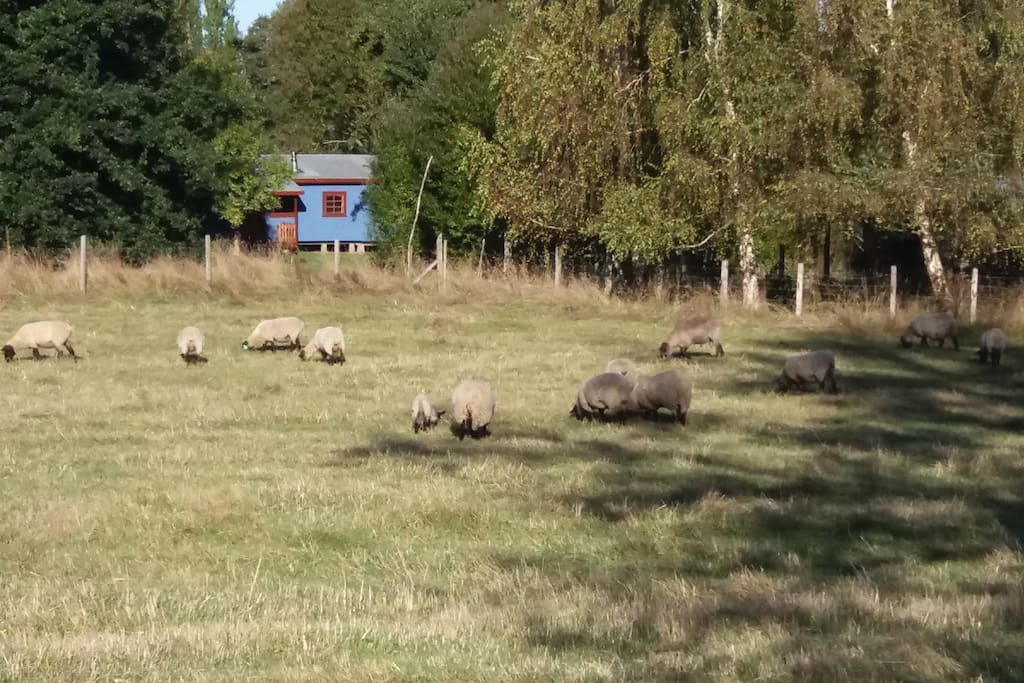 Cabaña en el campo