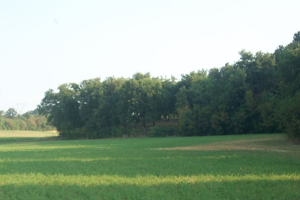 La natura circostante