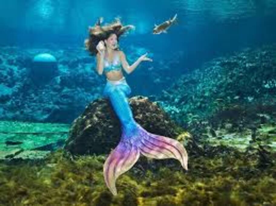 15 Minutes from Weeki Wachee State Park and The World Famous Mermaids