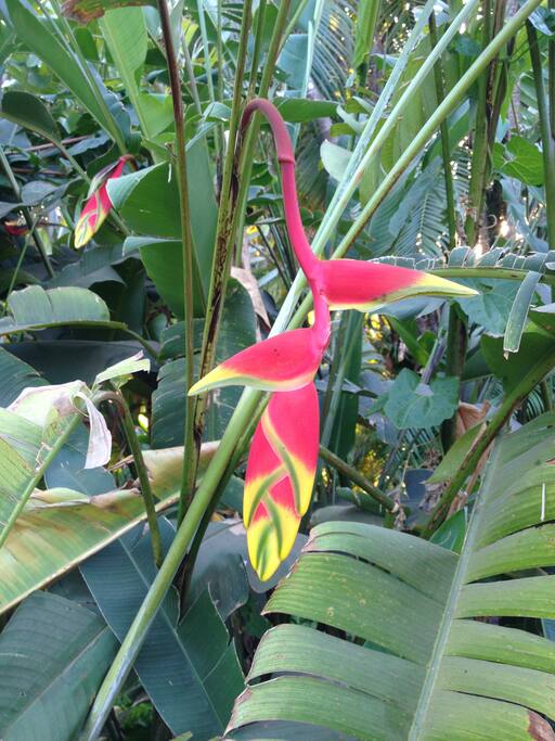 HELICONIA ROSTRATA