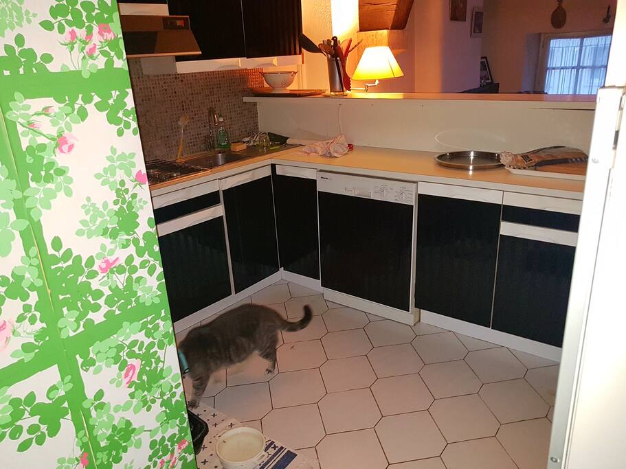 le chat de la maison, Grizouille, 10 kgs de câlins !