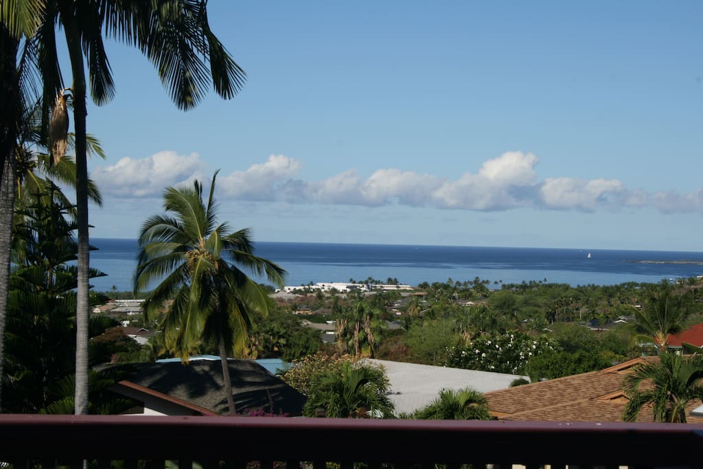 Palm Tree,Tree,Hotel,Resort,Beach