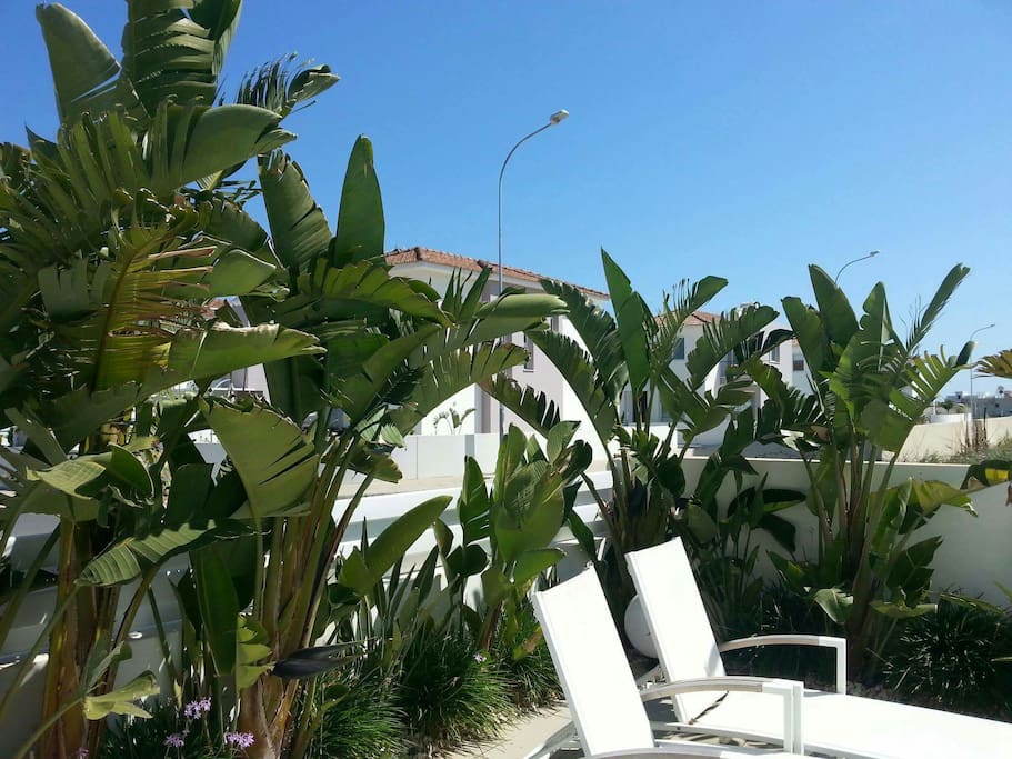 Garden and pool area