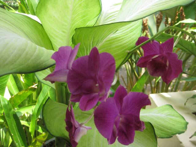 5 Bdrm Garden Home in Heart of Bangkok gallery image 4