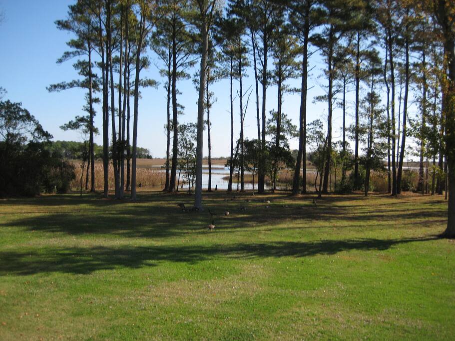 View of our beautiful backyard.