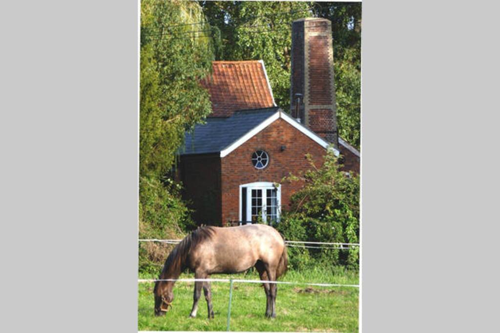 One of our Horses
