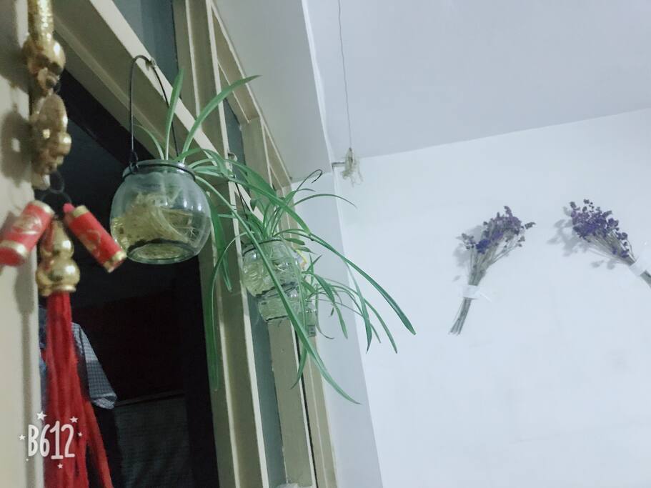 青翠绿萝