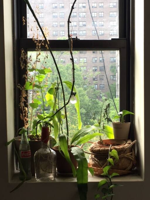 Kitchen window