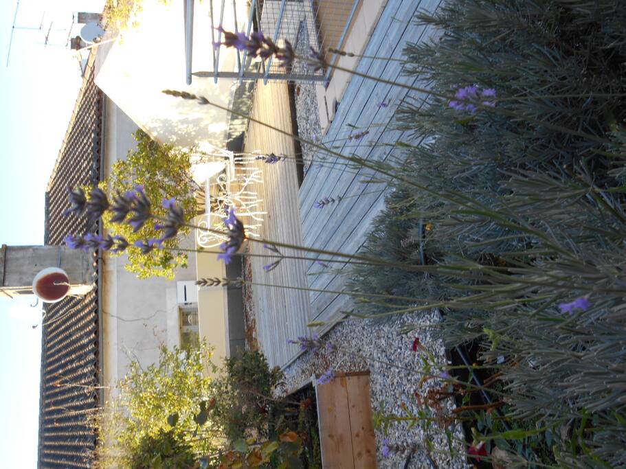 Les lavandes de la terrasse en soirée