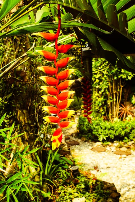 Tropical Flowers