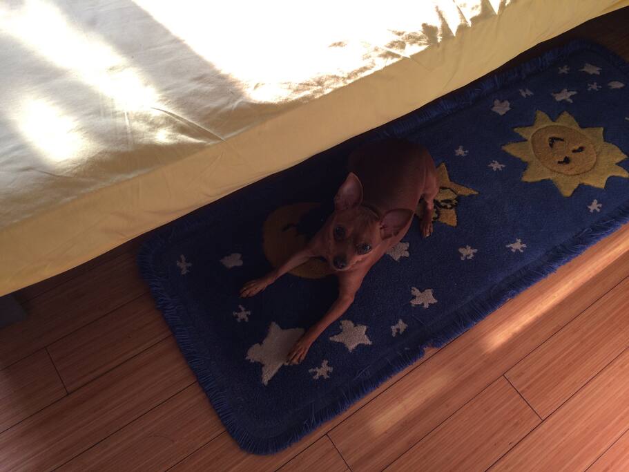 我可爱的小鹿犬豆豆