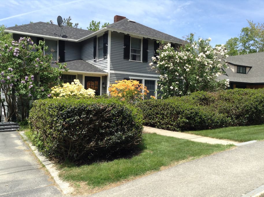 Azaleas and lilacs in bloom