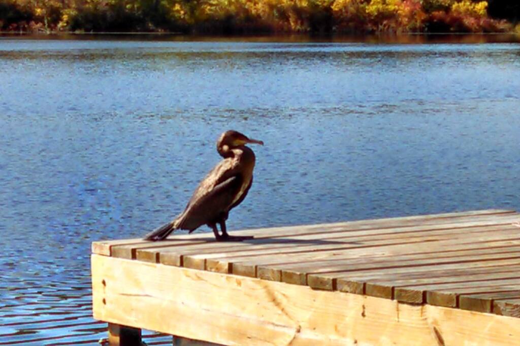 I never know what I am going to see when I look out at the lake!