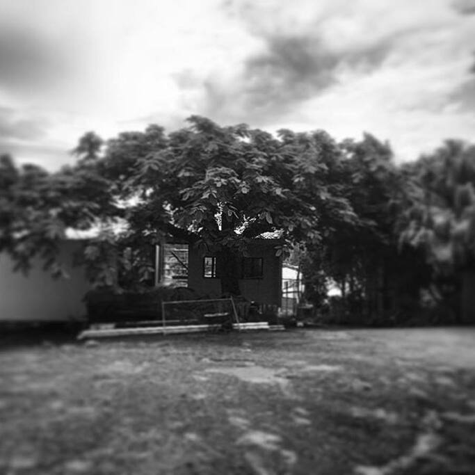 beautiful cool branches wrap around house